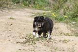 CHIEN FINNOIS DE LAPONIE 046